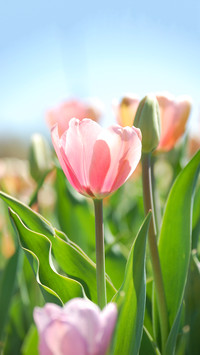 Tulips Closeup in the Spring with Blue Sky Background