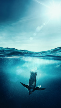 Penguin's home