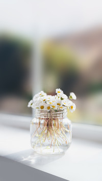 Bouquet of Daisy Chamomile in Glass Pot