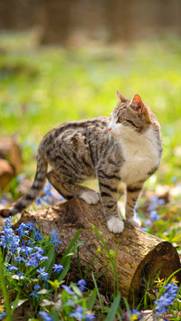 Outdoor cat