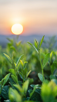 On a spring morning the tea fields are deserted