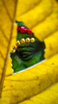 Partha Chatterjee