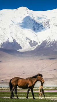Grassland lean horse-03