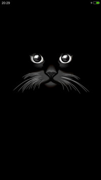 黑cat