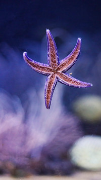 海星之梦