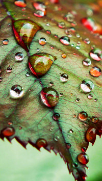 Raindrops (10)