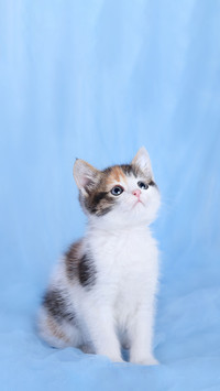 Cat naming mystery award 2