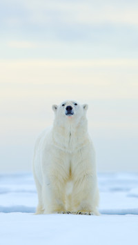 Polar bear on drift ice edge in Norway sea