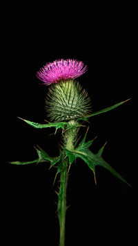 Introduction to botany 2