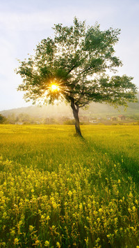 Green tree