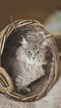 Lovely animals-03