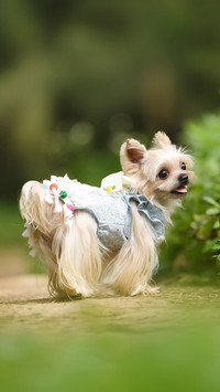 狗狗也有嫉妒心