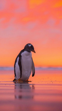 Rocking cute penguin 85