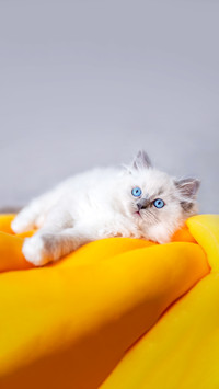 Ragdoll cat small kitten portrait on a funny knott pillow
