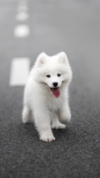 The more the dog barks the more it runs