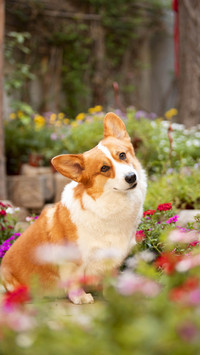 Dog spoiled behavior 18