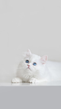 猫咪 神秘优雅的小伙伴