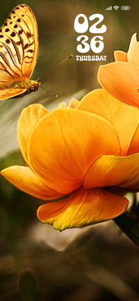 lily