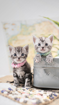 How to Train Cats Not to Go to Bed 5