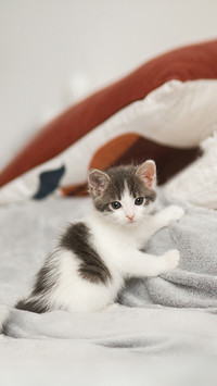 Cute Little Kitten Sitting on Colorful Floral Dress on Bed