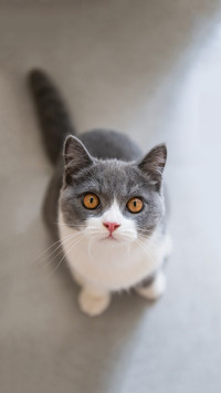 猫咪行为大揭秘