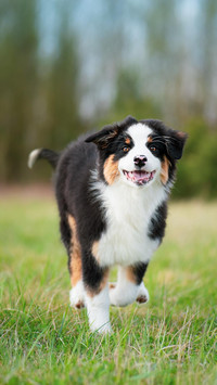 Dog214