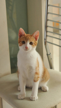 猫咪的天性