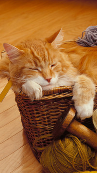 猫咪与毛线的爱恨纠缠