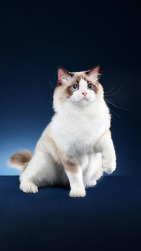 人气“布偶猫”的秘密