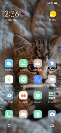 Playful Cat