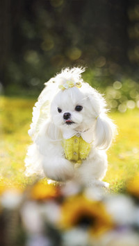 父母养狗常犯的错误