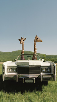 International-giraffes