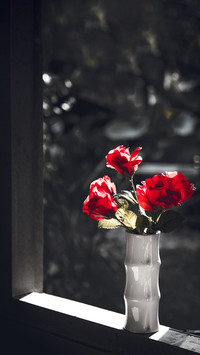 Red roses on a window on a gray background
