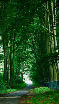 Forest Green Path