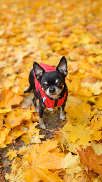 Chihuahuas on autumn leaves