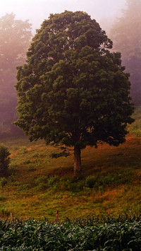 international_plant (5)