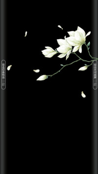 玉兰花开