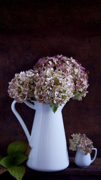 3 Plants Bring Wealth and Prosperous Homestead 4