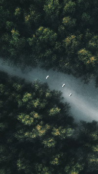 Trees in the forest