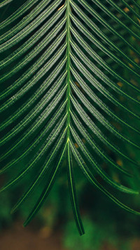 PAIXIN-plant (4)