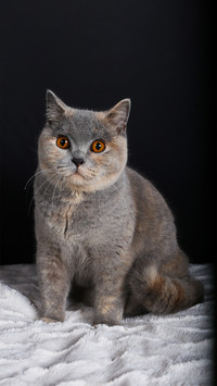 Cat2