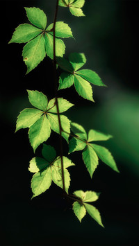 Maple leaves against the light