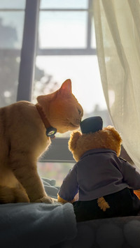 Friendship among animals