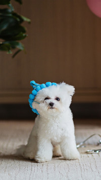 Can dogs take a cold shower