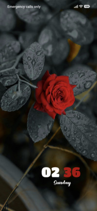 Black Leaves