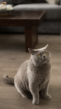 How do old cats rob new cats of food 14
