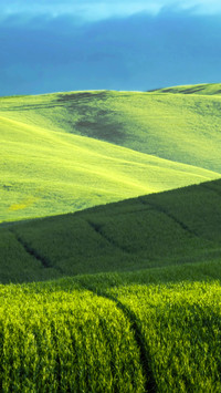 Green fields