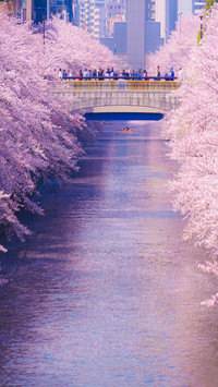 Cherry Blossom Season