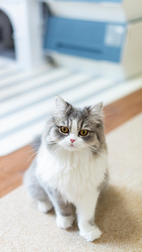 Judging whether a cat likes a certain type of cat food