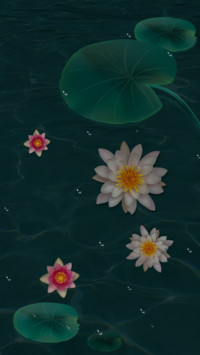 梦幻莲池